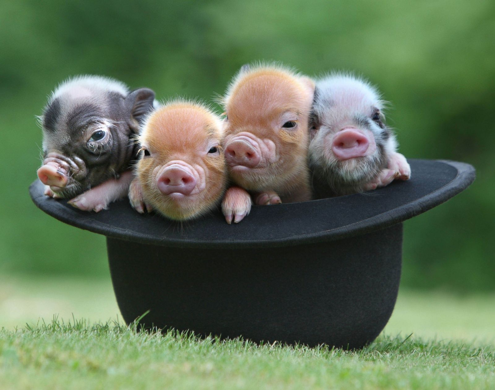 micro pigs full grown size
