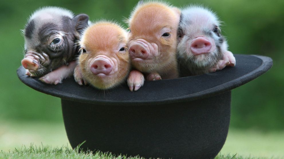 10 Most Adorable Micro Pig Photos Ever! Photos - ABC News