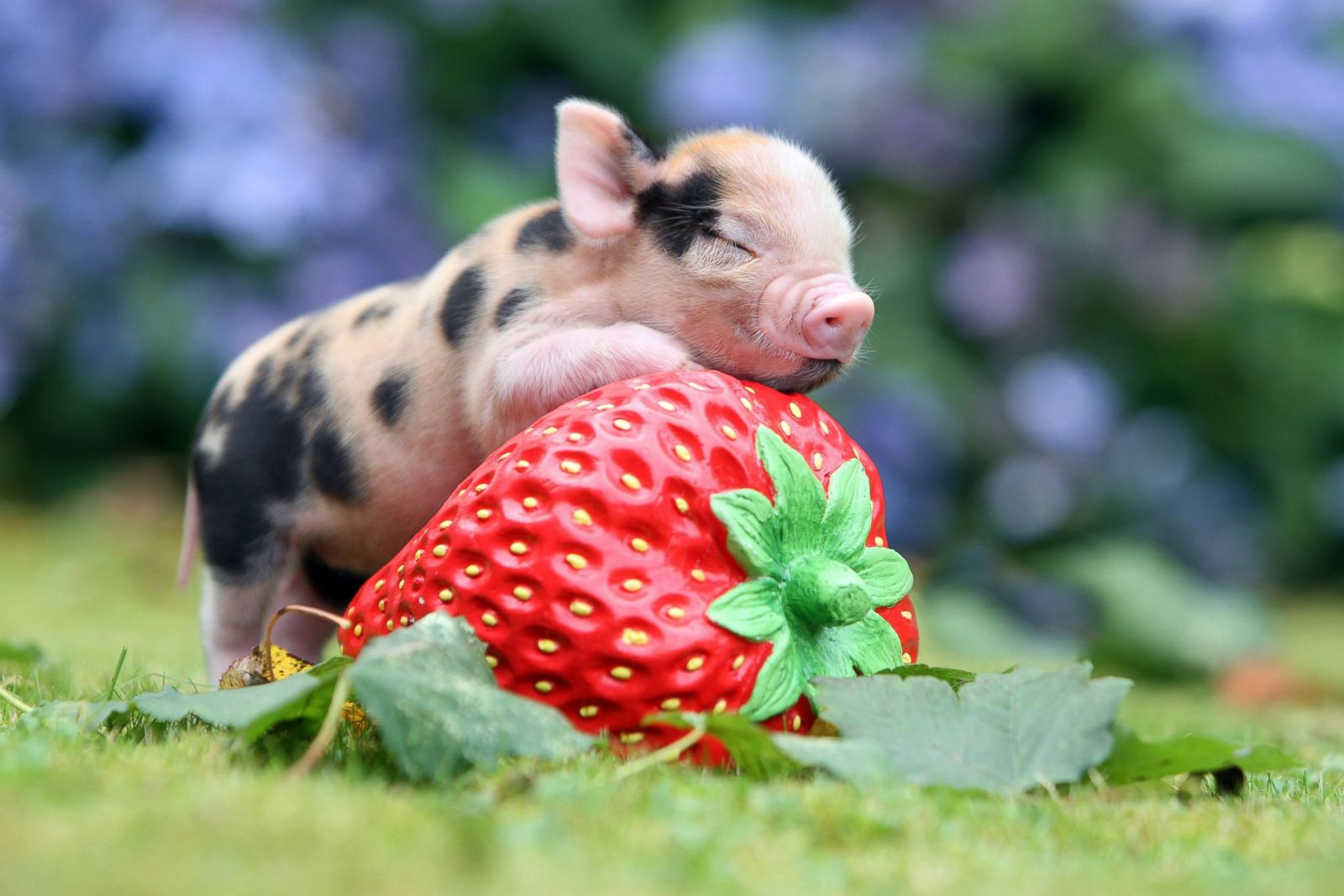 the smallest pig in the world
