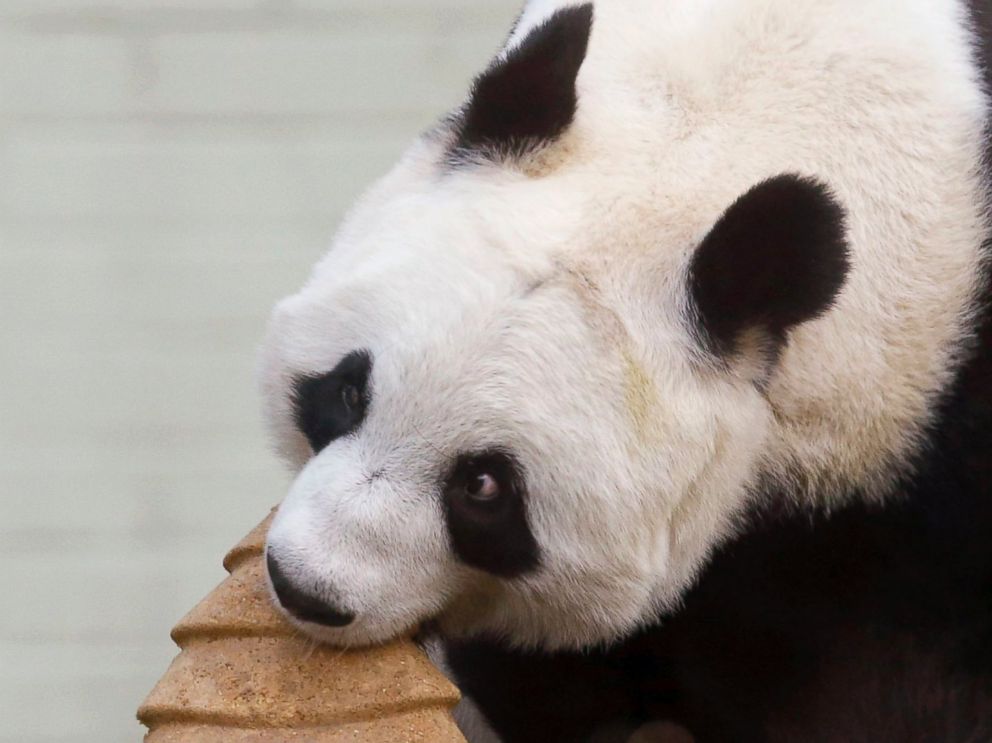 PHOTO: Tian Tian the giant Panda bites into a special Christmas cake in the shape of a Christmas tree, at Edinburgh Zoo, in Scotland, Dec. 17, 2014. Keepers baked the cake and drizzled it with honey as an early Christmas treat for the giant panda.