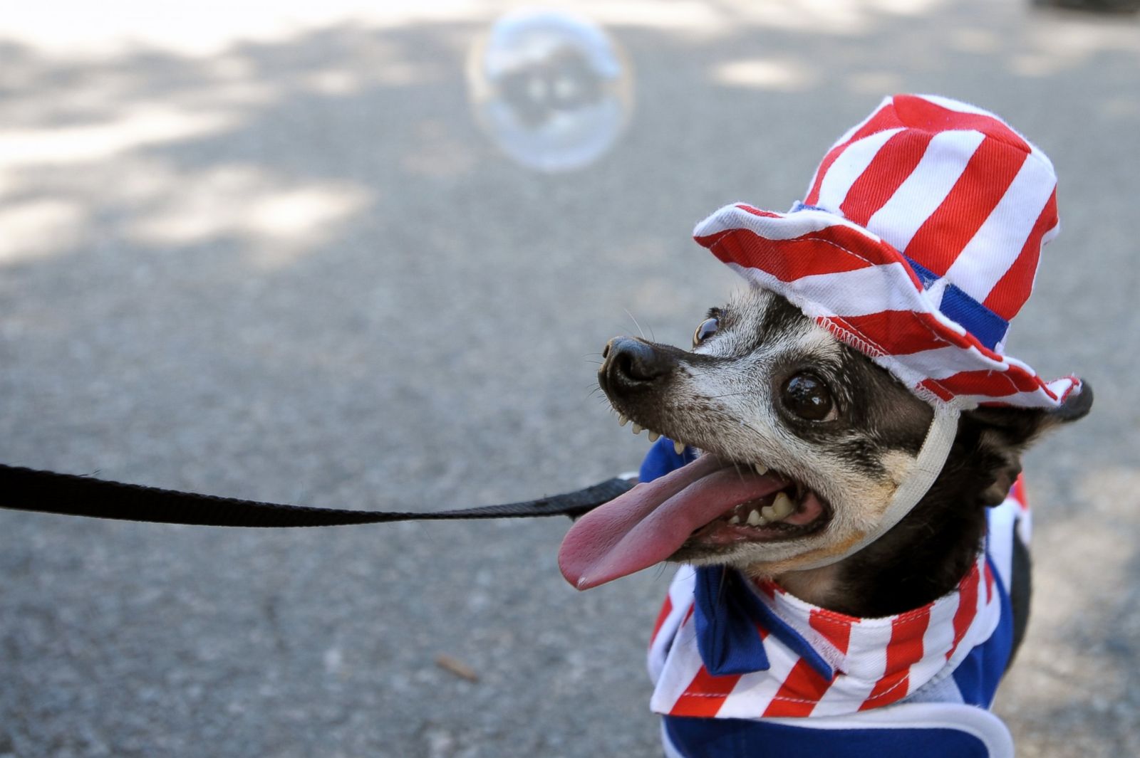 Independence Day Pets Photos - ABC News