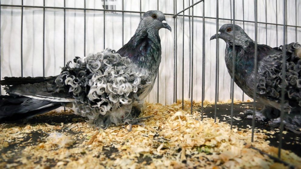 A frill back pigeon is on display at the National Pigeon Association's 93rd annual Grand National Pigeon Show in Ontario, Calif., Jan. 29, 2015. 