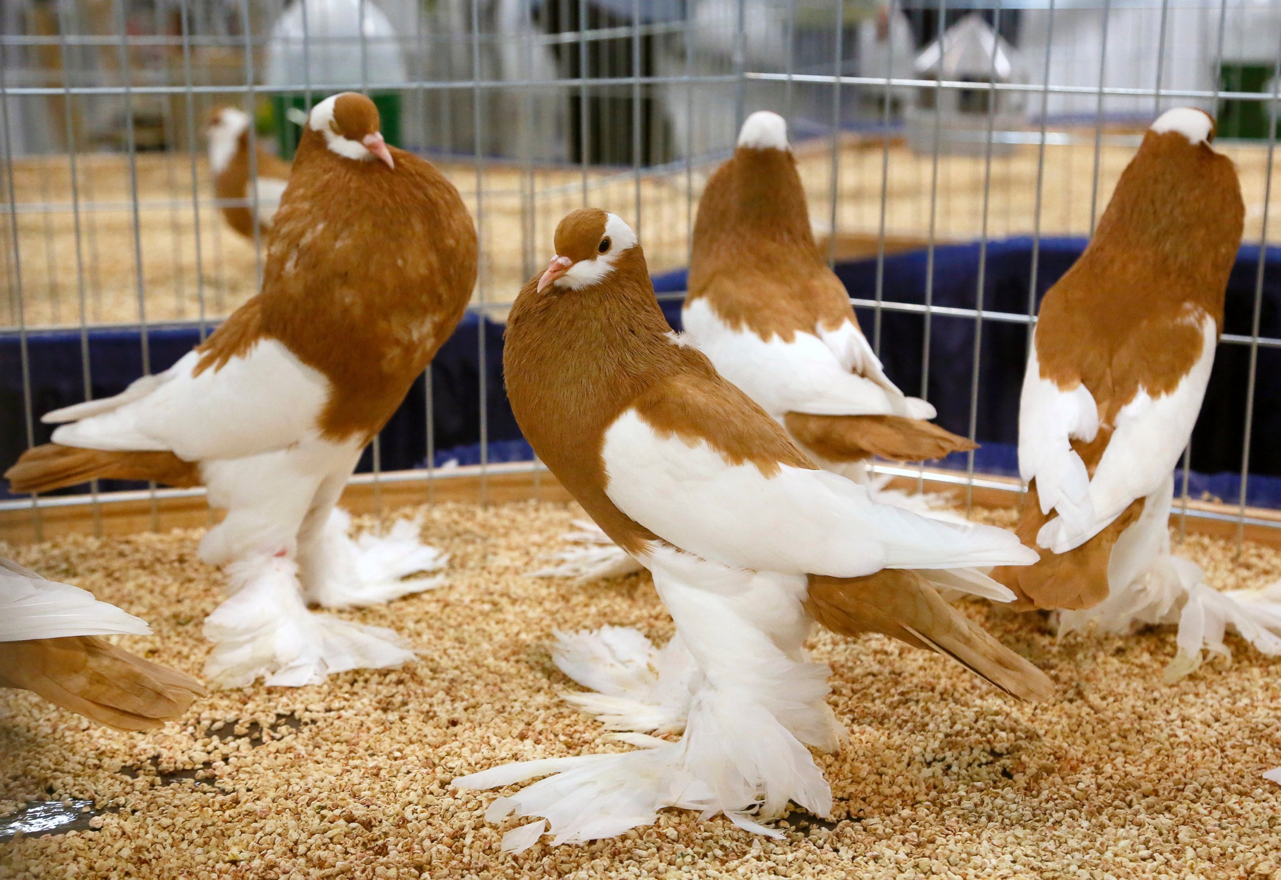 PHOTO: German Reversewing Pouters are displayed at the National Pigeon Association'??s 93rd annual Grand National Pigeon Show in Ontario, Calif., Jan. 29, 2015. 