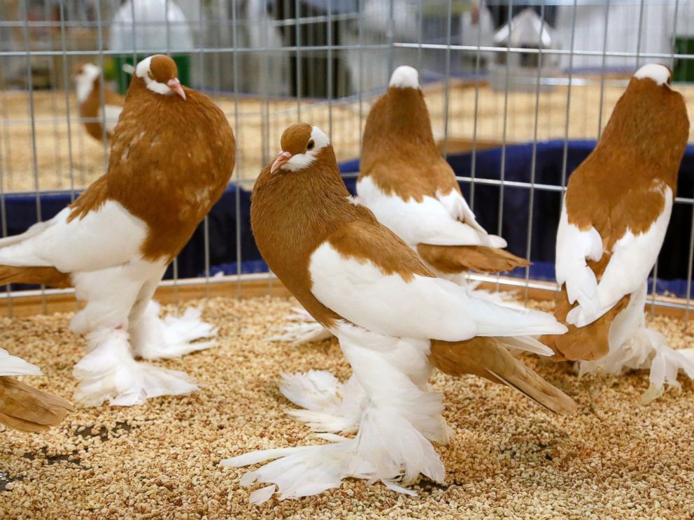 PHOTO: German Reversewing Pouters are displayed at the National Pigeon Association??s 93rd annual Grand National Pigeon Show in Ontario, Calif., Jan. 29, 2015.