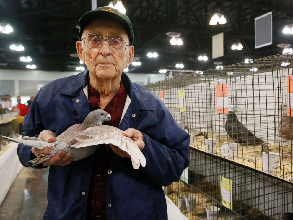 PHOTO: Richard Brooks, 94, holds a pigeon at the National Pigeon Associations 93rd annual Grand National Pigeon Show in Ontario, Calif., Jan. 29, 2015.
