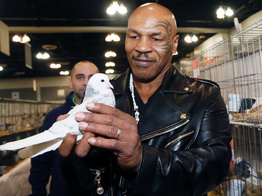 PHOTO: Former boxing champion Mike Tyson holds a white homing pigeon at the National Pigeon Association's 93rd annual Grand National Pigeon Show in Ontario, Calif., Feb. 2, 2015.
