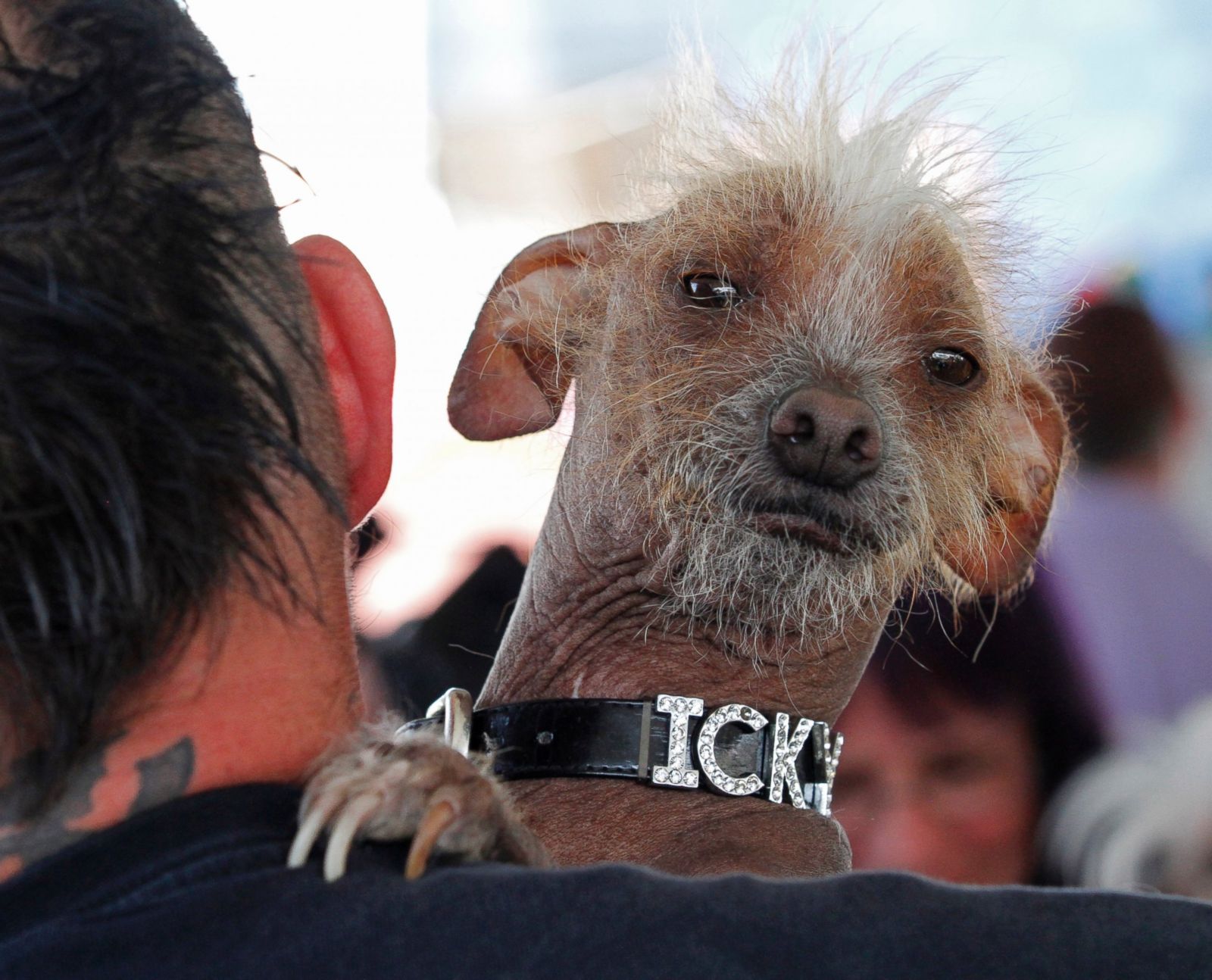 Pooches Compete for 'World's Ugliest Dog' Title.