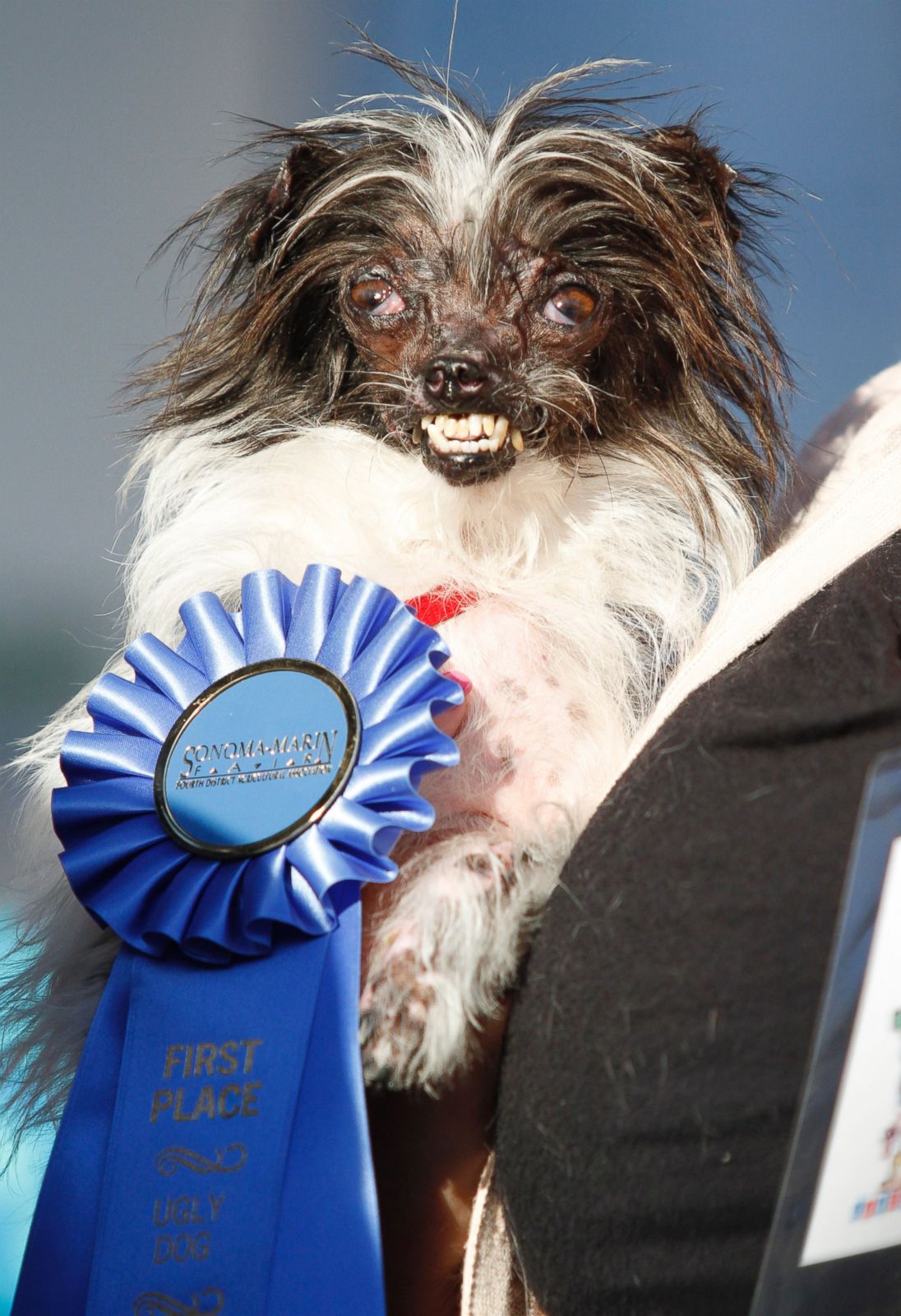 Ugliest dog 2024 contest winner