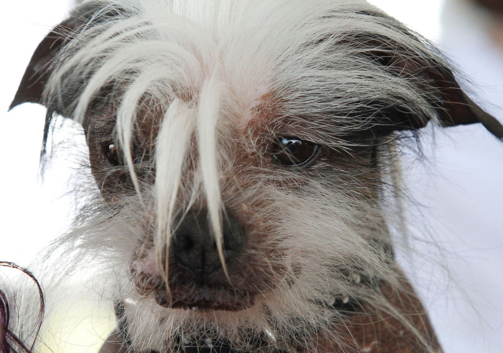 World's Ugliest Dogs Photos ABC News
