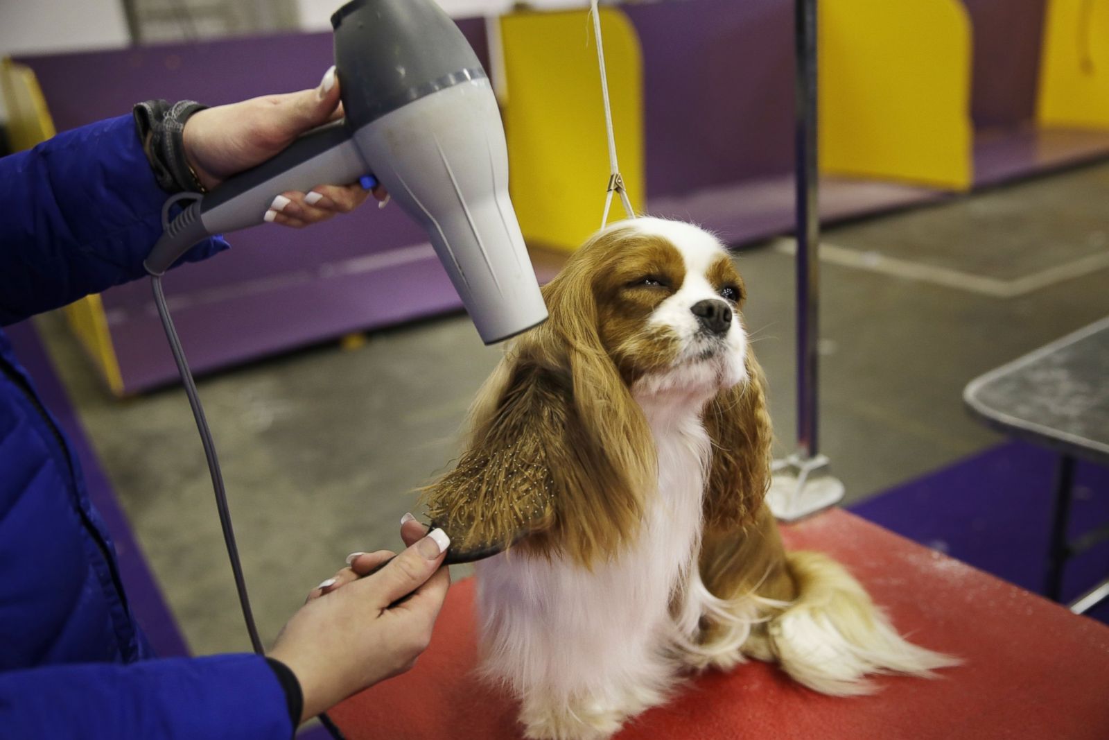 Westminster Kennel Club dog show 2015. 