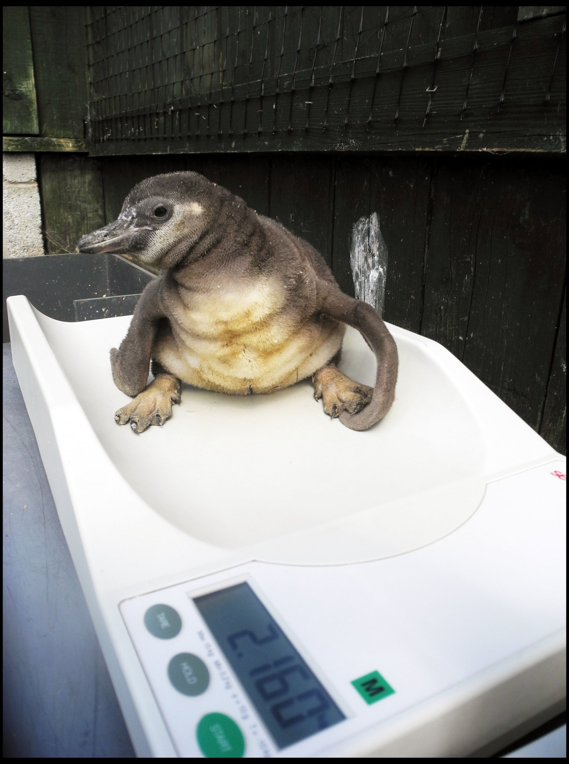 PHOTO:A penguin chick born with splayed legs finally has happy feet after wearing a special pair of trousers that fixed the deformity. Staff at the Sea Life Centre in Scarborough, North Yorkshire realized it had the problem when it was around 3 weeks old.