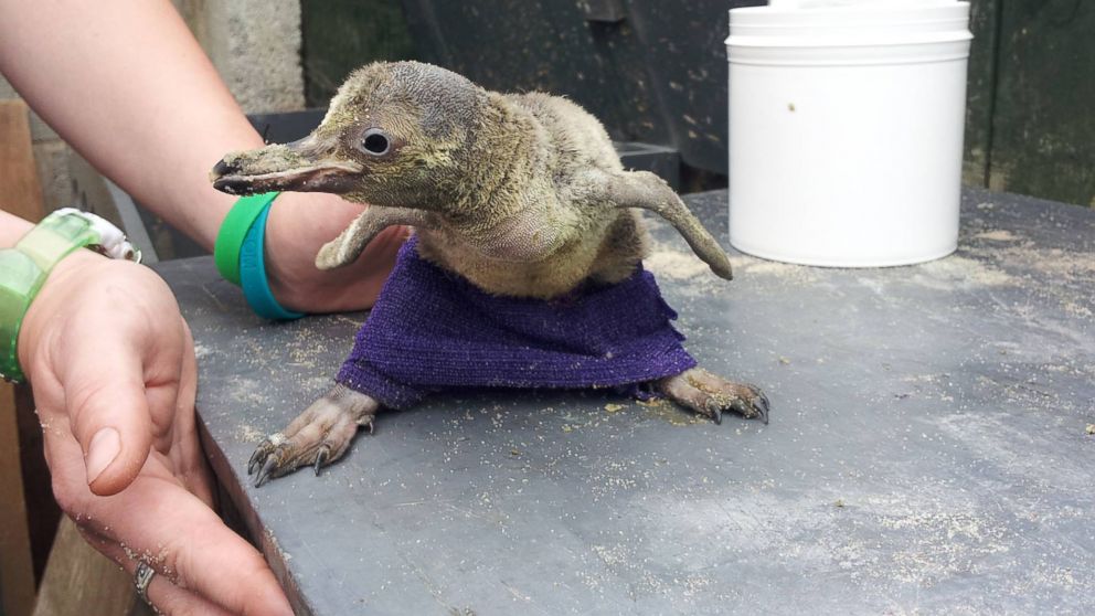 A penguin chick born with splayed legs finally has happy feet after wearing a special pair of trousers that fixed the deformity. Staff at the Sea Life Centre in Scarborough, North Yorkshire realized it had the problem when it was around 3 weeks old. They believe it was caused by the parents' sitting on it too heavily. So staffers wrapped its legs in tight-fitting trousers made from an elastic material.
