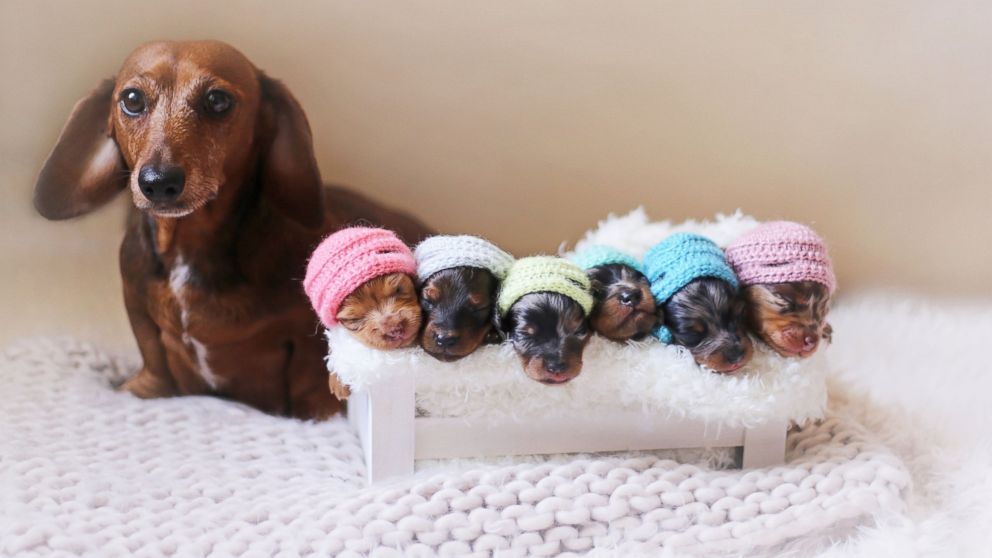 A newborn photographer has swapped babies for puppies for a unique photo shoot. Belinda Joy Schenk photographed Dachshund parents and their 6 puppies.  