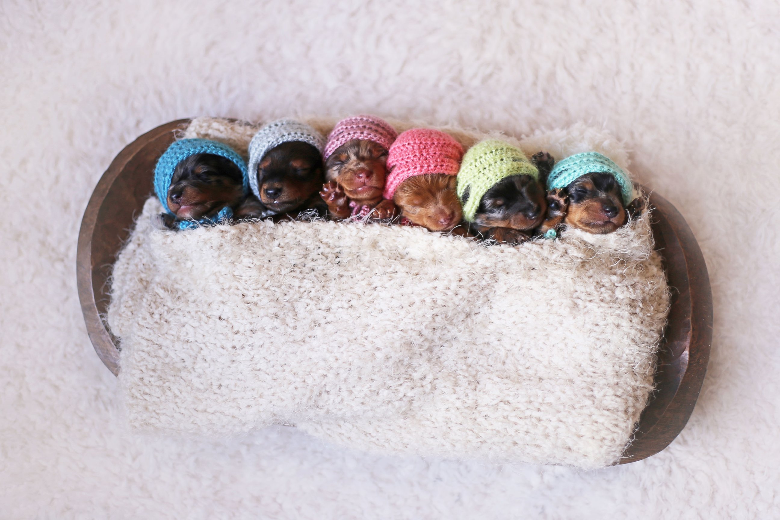 PHOTO: A newborn photographer has swapped babies for puppies for a unique photo shoot. Belinda Joy Schenk photographed Dachshund parents and their 6 puppies.  