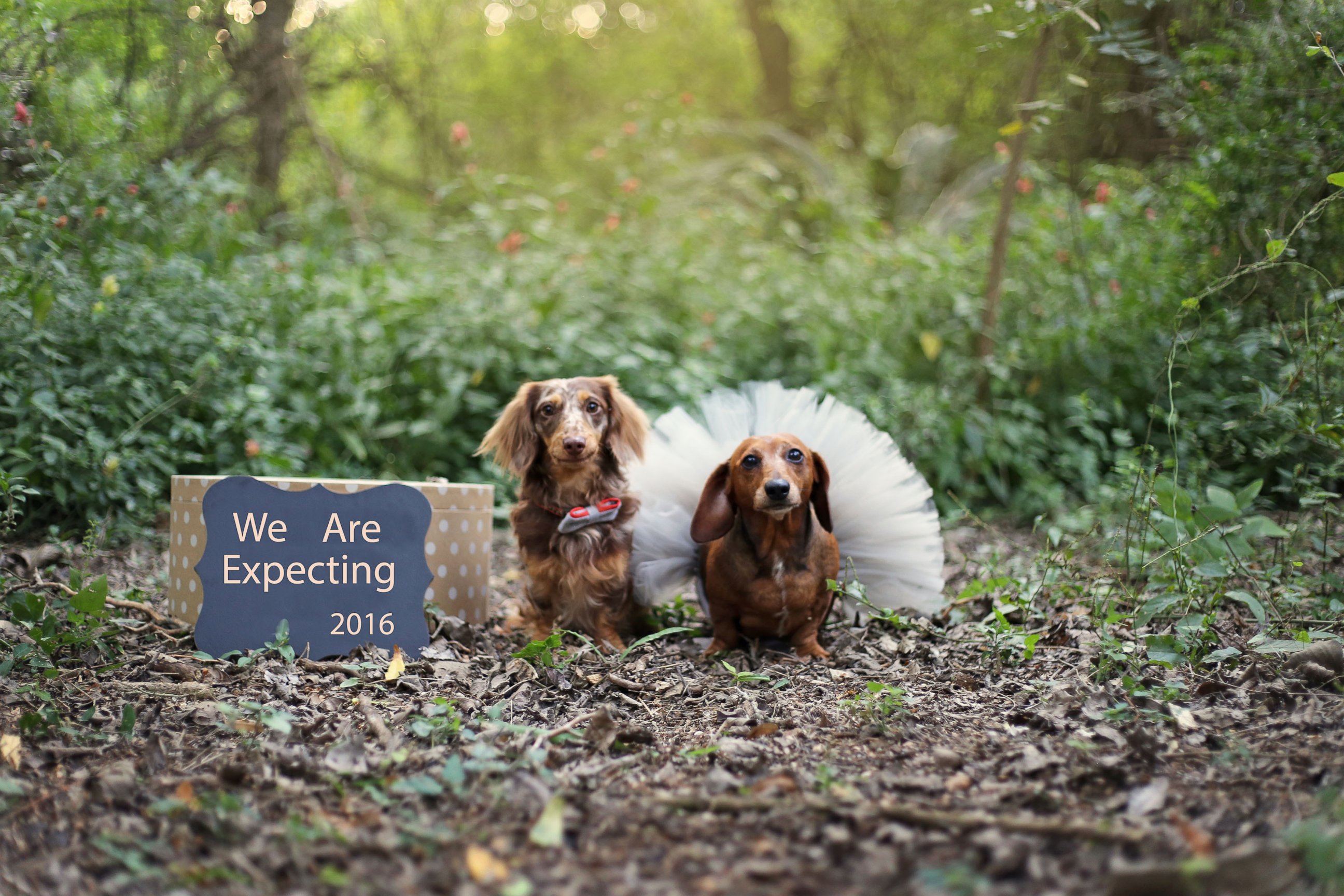 PHOTO: A newborn photographer has swapped babies for puppies for a unique photo shoot. Belinda Joy Schenk photographed Dachshund parents and their 6 puppies.  