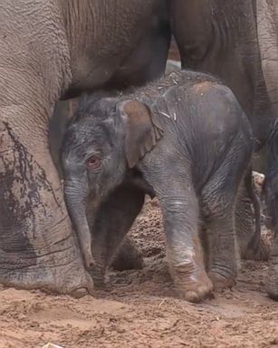 One-day-old male elephant born at the Chester Zoo in the UK takes his first steps.