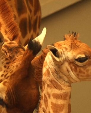 Belgium's Planckendael Zoo welcomed a new arrival, an adorable baby giraffe. The zoo is expecting another baby giraffe later in the month.