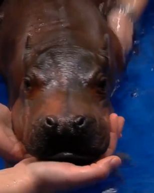 Premature baby Hippopotamus born six weeks early plays in a pool in order to build muscles as part of her care.