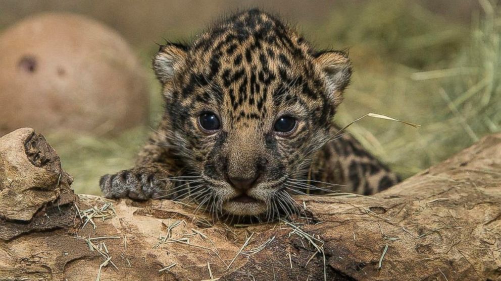 jaguar cubs with mother