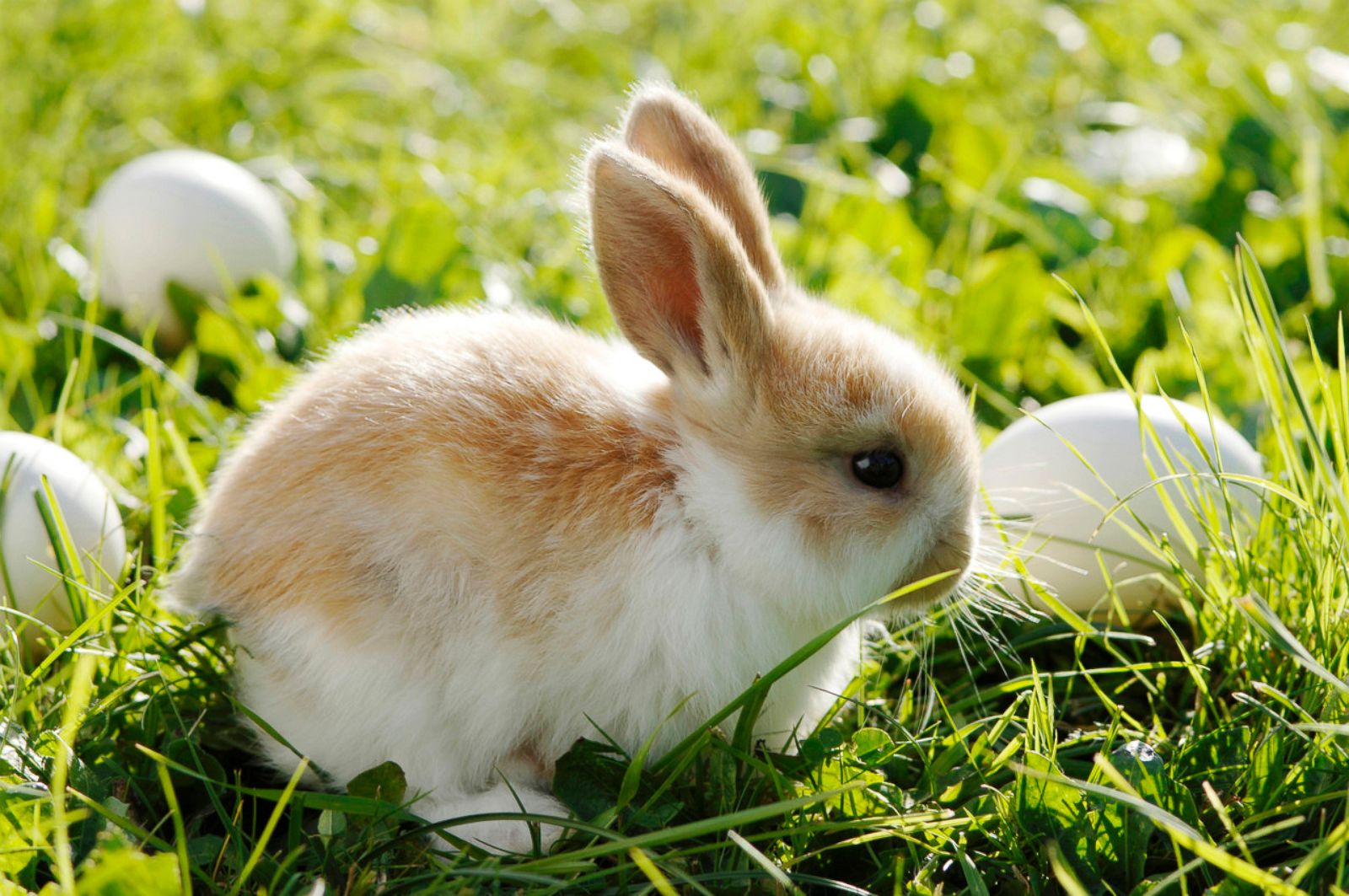 Cutest Easter Bunnies Photos - ABC News