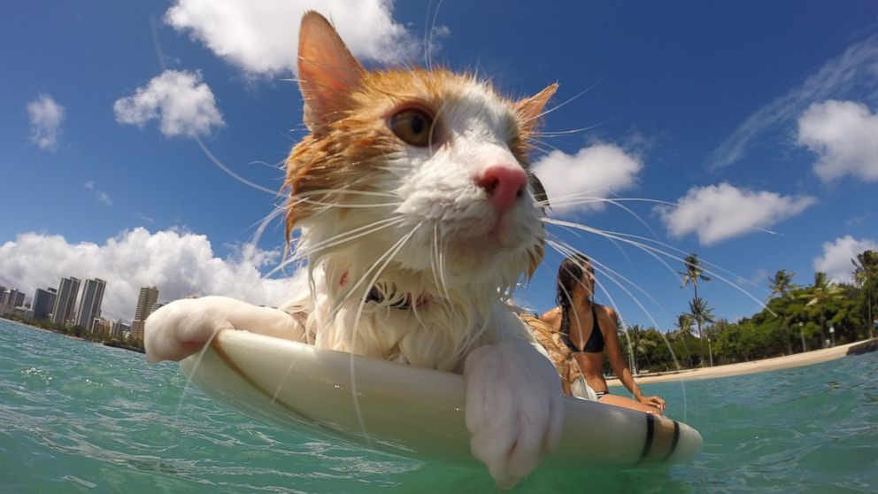 PHOTO: This adorable one-eyed cat from Hawaii spends its free time catching waves.