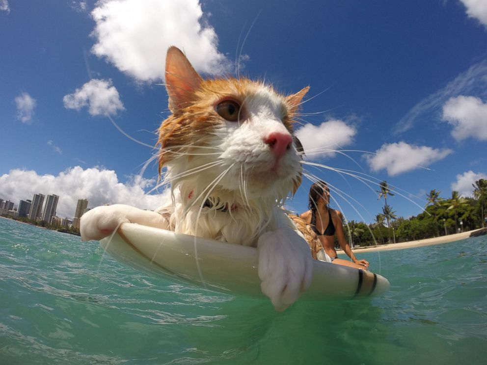 PHOTO: This adorable one-eyed cat from Hawaii spends its free time catching waves.