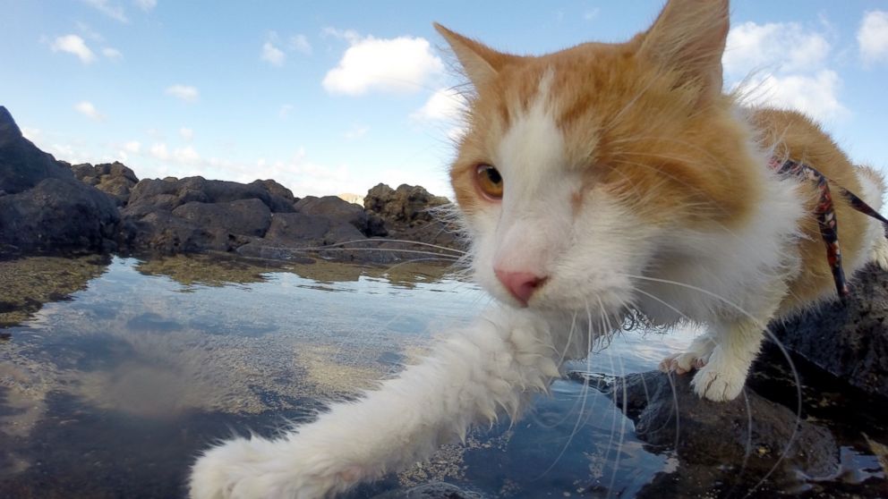This adorable one-eyed cat from Hawaii spends its free time catching waves.