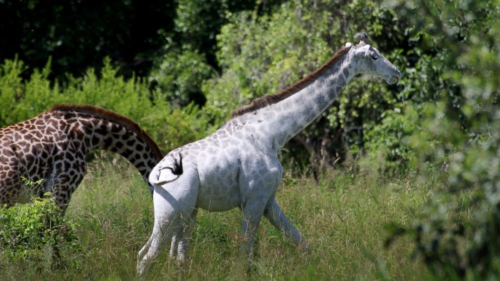PHOTO: Omo the white giraffe is seen here in Tarangire National Park in Tanzania, Africa, Jan. 17, 2016.