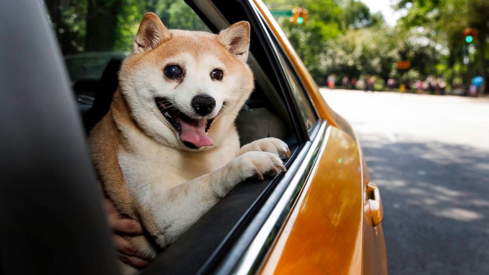Cinnamon the happy dog smiles in a New York Taxi, May 30, 2015.