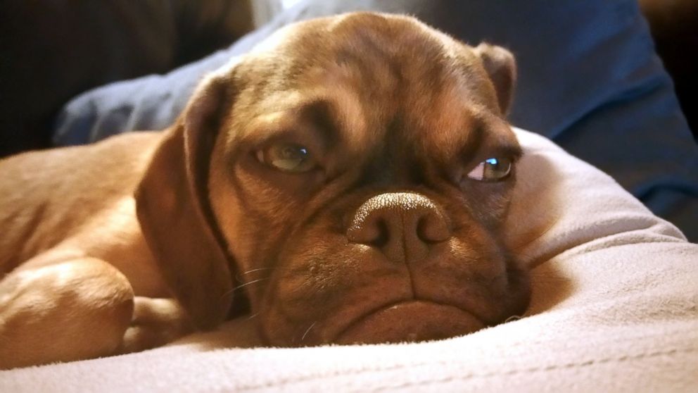 PHOTO: Earl, the very grumpy five-month-old puppy is shown in this photo. The peeved pup went viral when a picture of him sporting his best sullen expression was posted on Reddit and quickly gained more than two million views. 