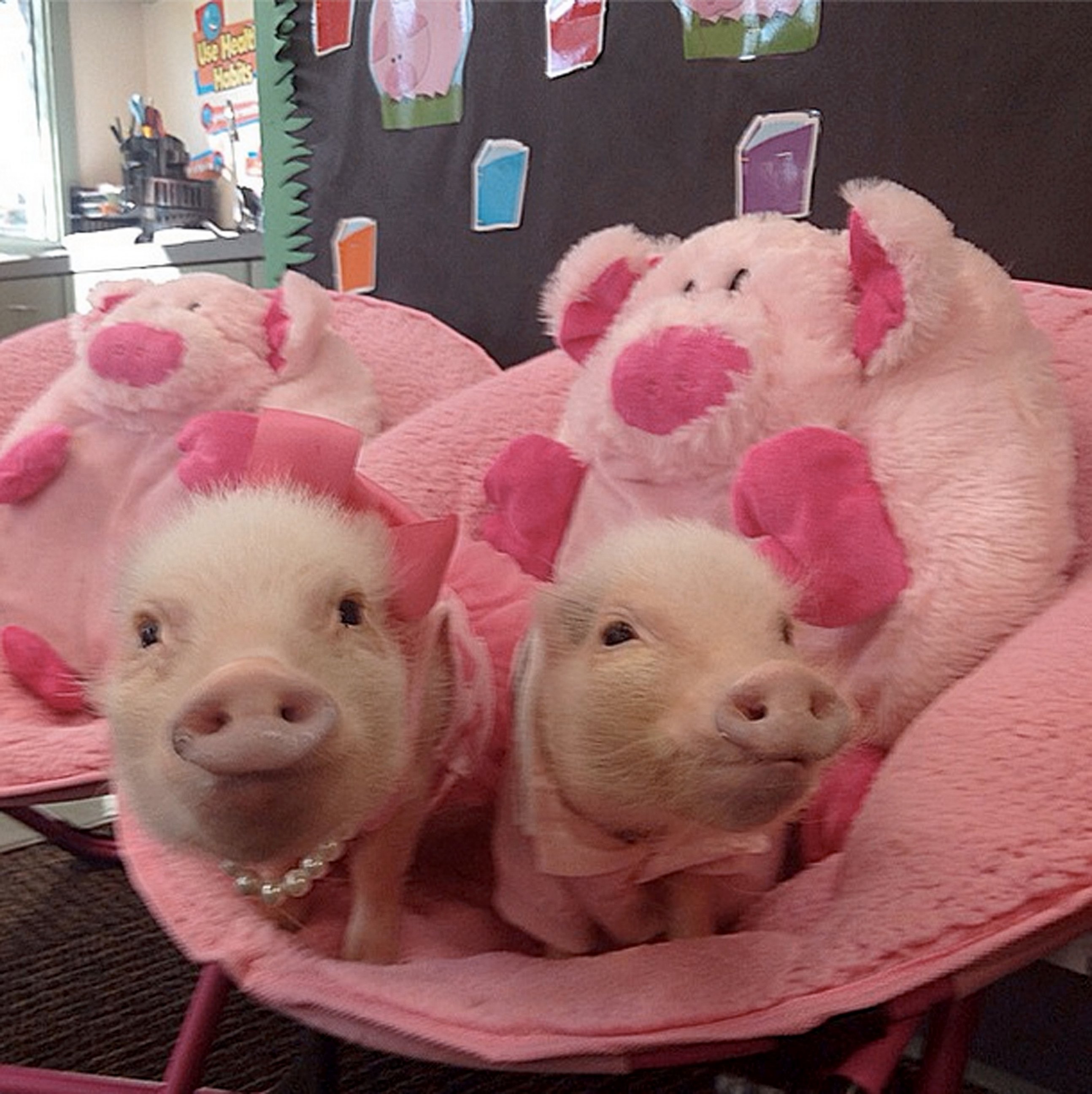 Почему 2 свинки. Свинка Пигги. Морская Свинка мини Пиг. 2 Свинки мини пига. Свинья розовая.