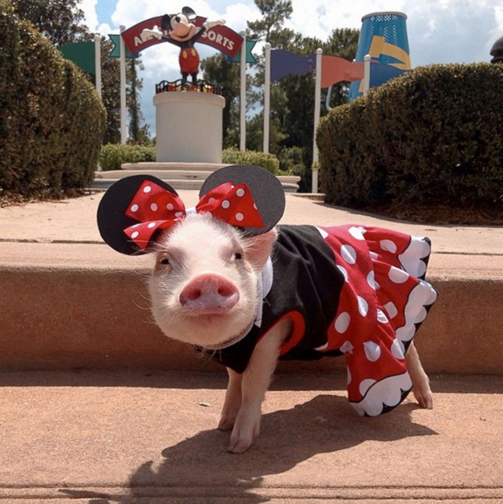 Pig Mini Party Dress Up