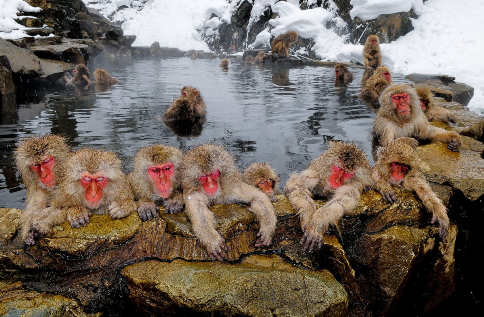 Watch Snow Monkeys Take The Plunge Photos - ABC News