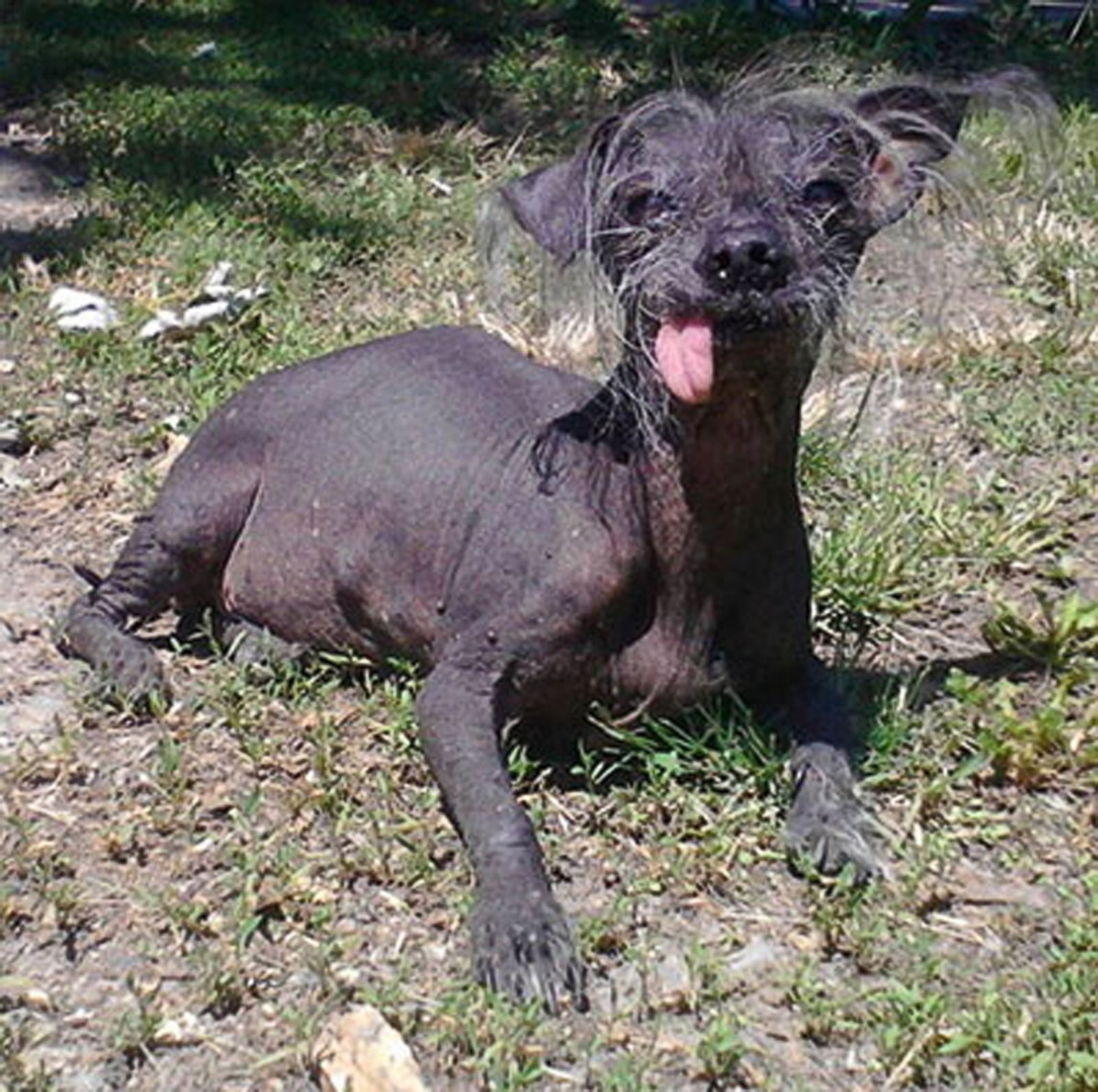 Meet the 'World's Ugliest Dog' Photos Image 21 ABC News