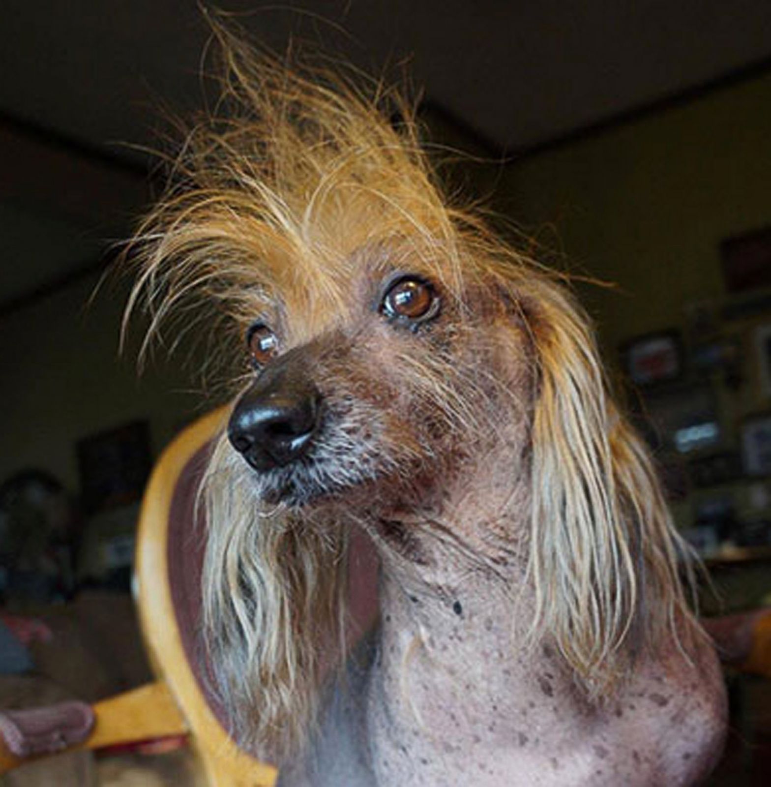 Meet the 'World's Ugliest Dog' Photos Image 61 ABC News