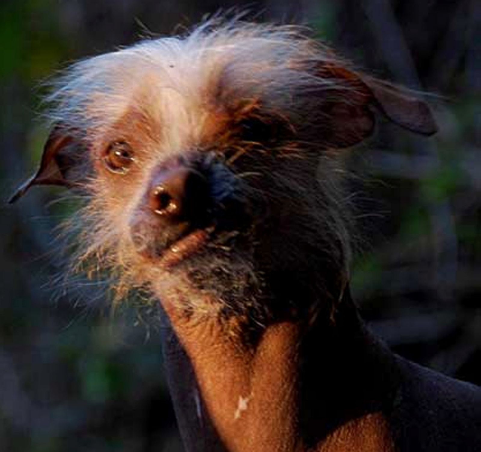 World S Strangest The Ugly Dog Breeds World S Ugliest - vrogue.co