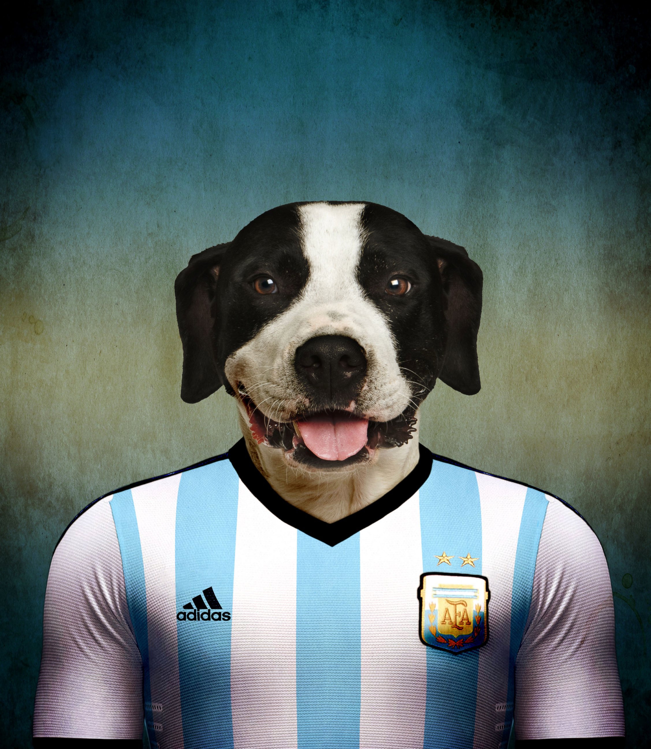 Patriotic Pooches: Dogs Wear Their Countries' Soccer Jerseys Photos | Image  #31 - ABC News