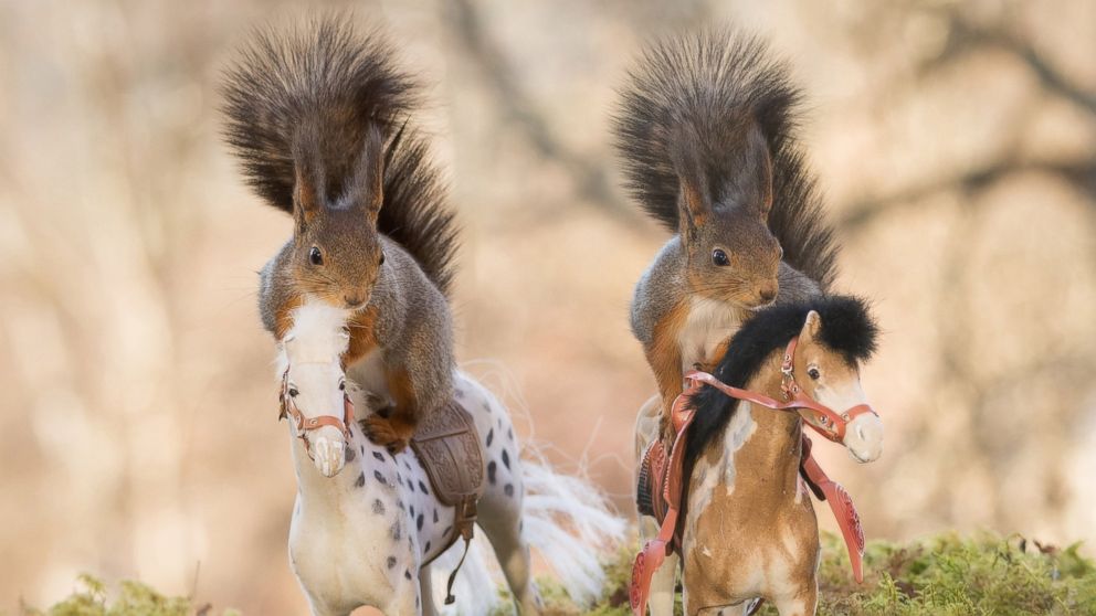 These squirrels were snapped posing on the toy horses by Geert Weggen, 48, a photographer and builder from Bispgarden, Sweden. 