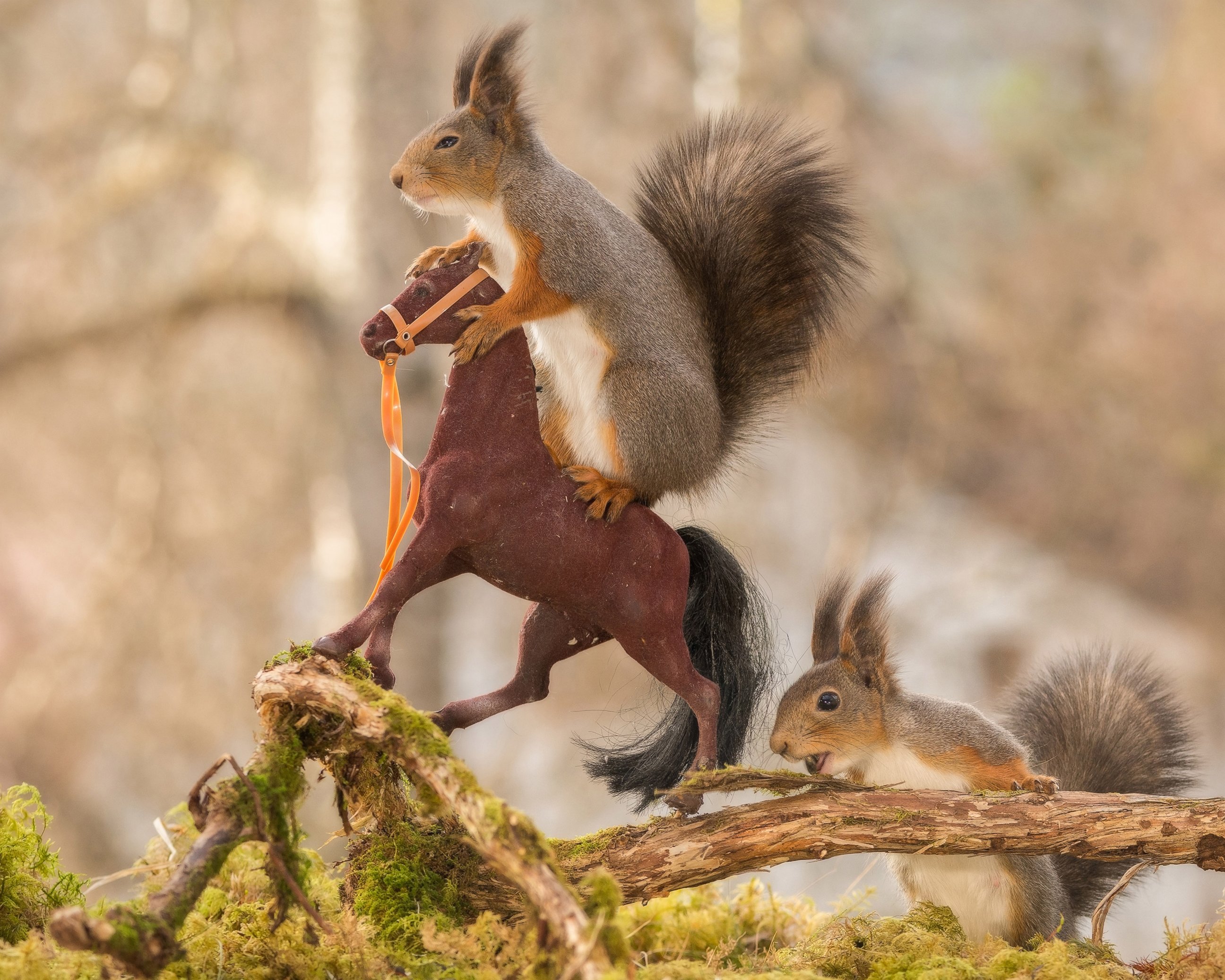 PHOTO: These squirrels were snapped posing on the toy horses by Geert Weggen, 48, a photographer and builder from Bispgarden, Sweden. 