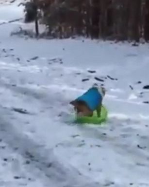 Cash the English Bulldog takes advantage of a snowy day in North Carolina to go sledding.