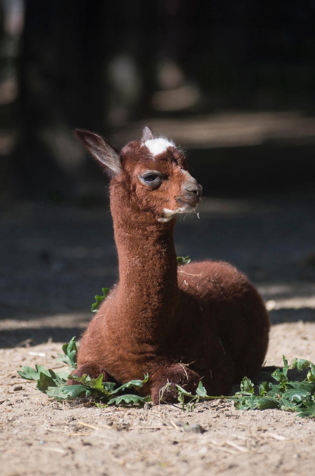 Alpaca foal takes in the sunshine