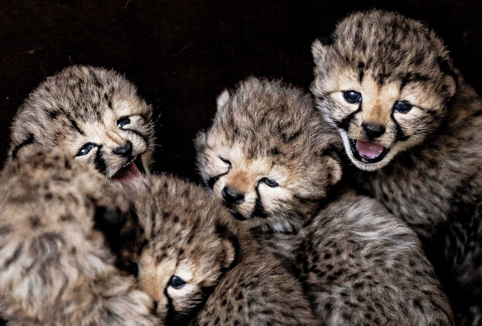 Cutest Baby Animals From Around The World Photos ABC News