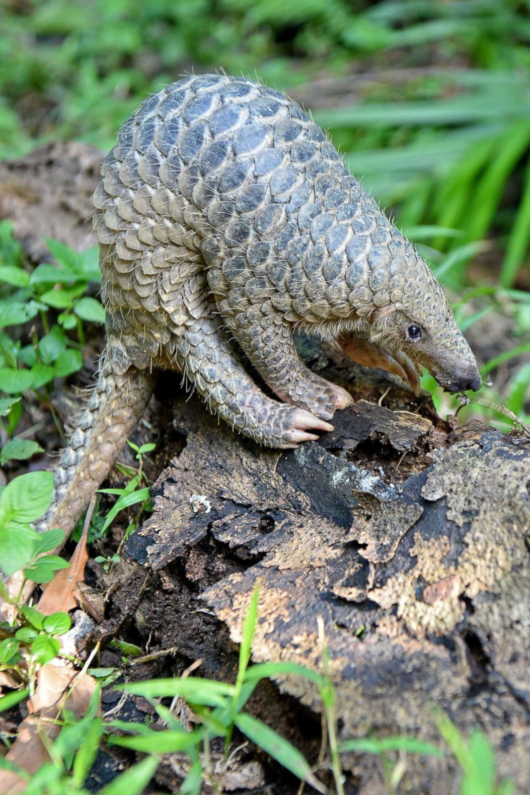 Sunda pangolin forages for termites