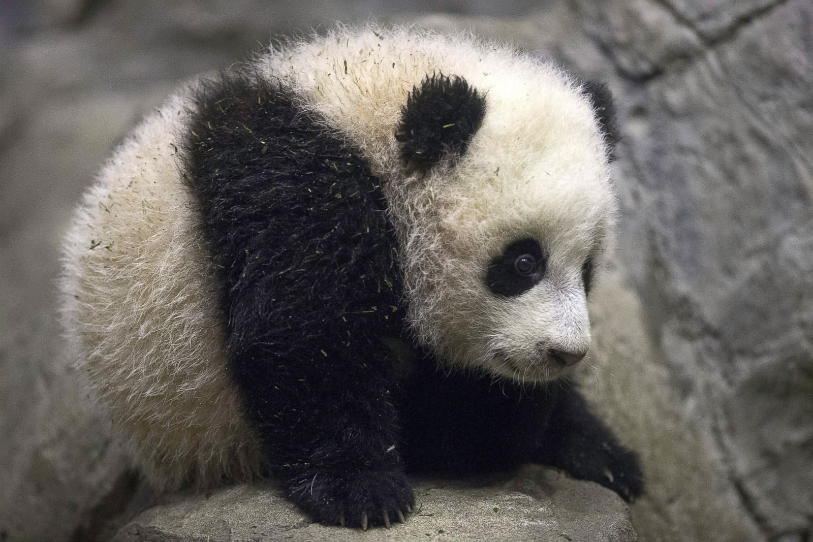 Bao Bao's cutest moments in pictures Photos | Image #81 - ABC News