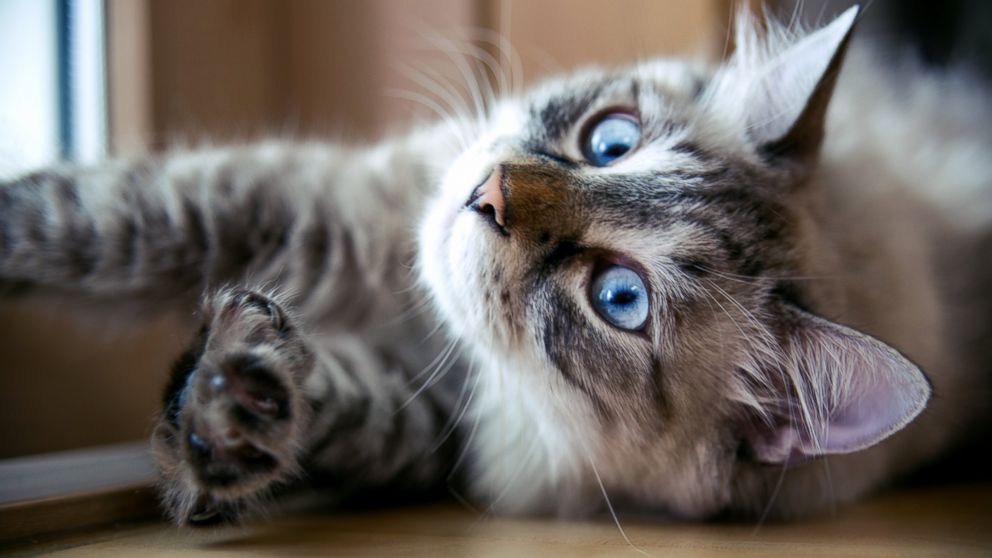 PHOTO: New York could be the first state to ban declawing of all types of cats.