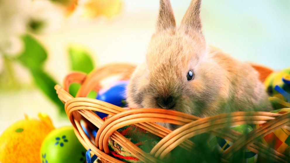 PHOTO: Easter bunny sitting in a wicker basket.