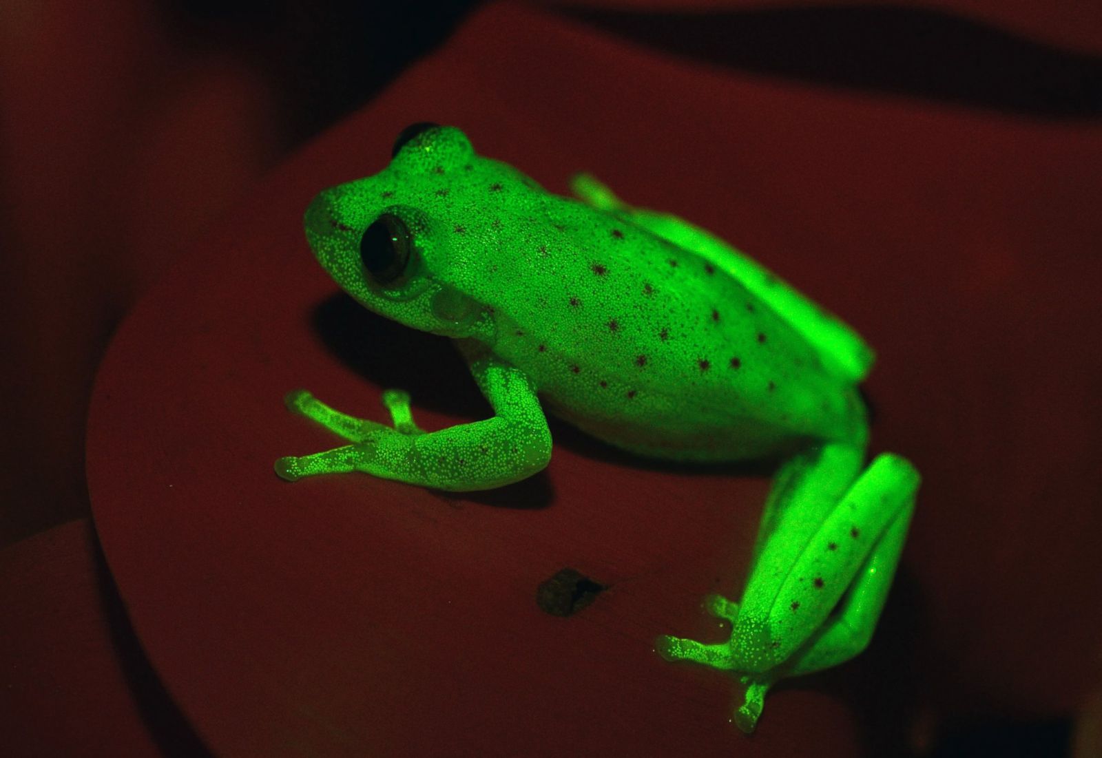 Check out this glow-in-the-dark frog Picture | Amazing animals from ...