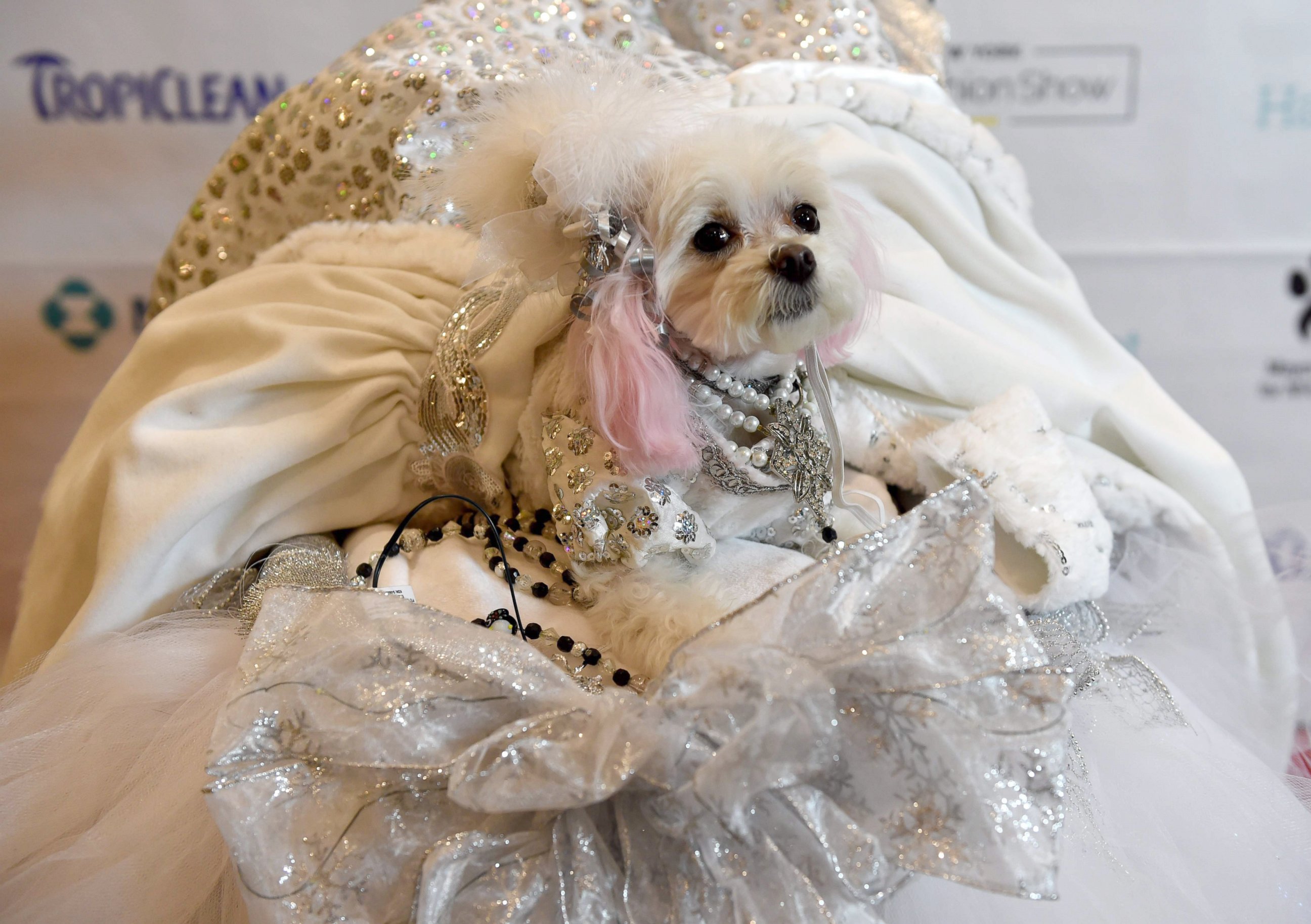PHOTO: ZZ, representing Russia, is a contestant in the World Fashion Presents segment of the 14th Annual New York Pet Fashion Show, Feb. 9, 2017.