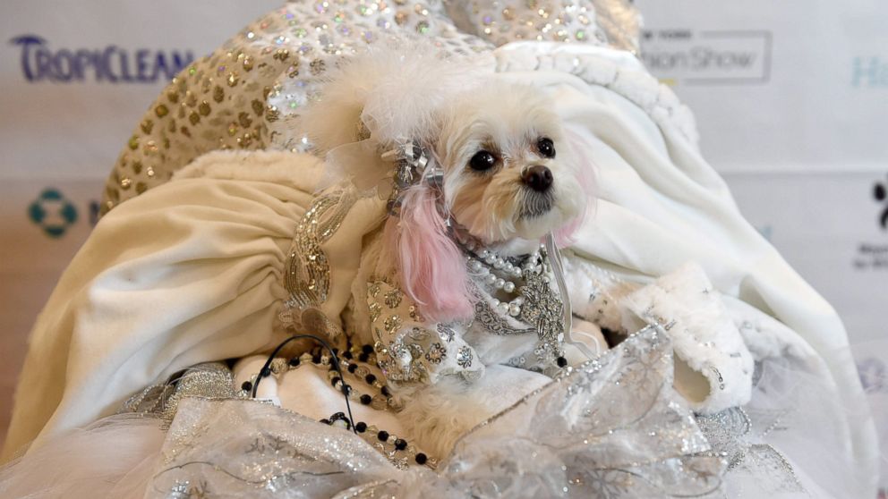 New York Pet Fashion Week 2017: Dogs, Cats Dress Up in Costumes ...