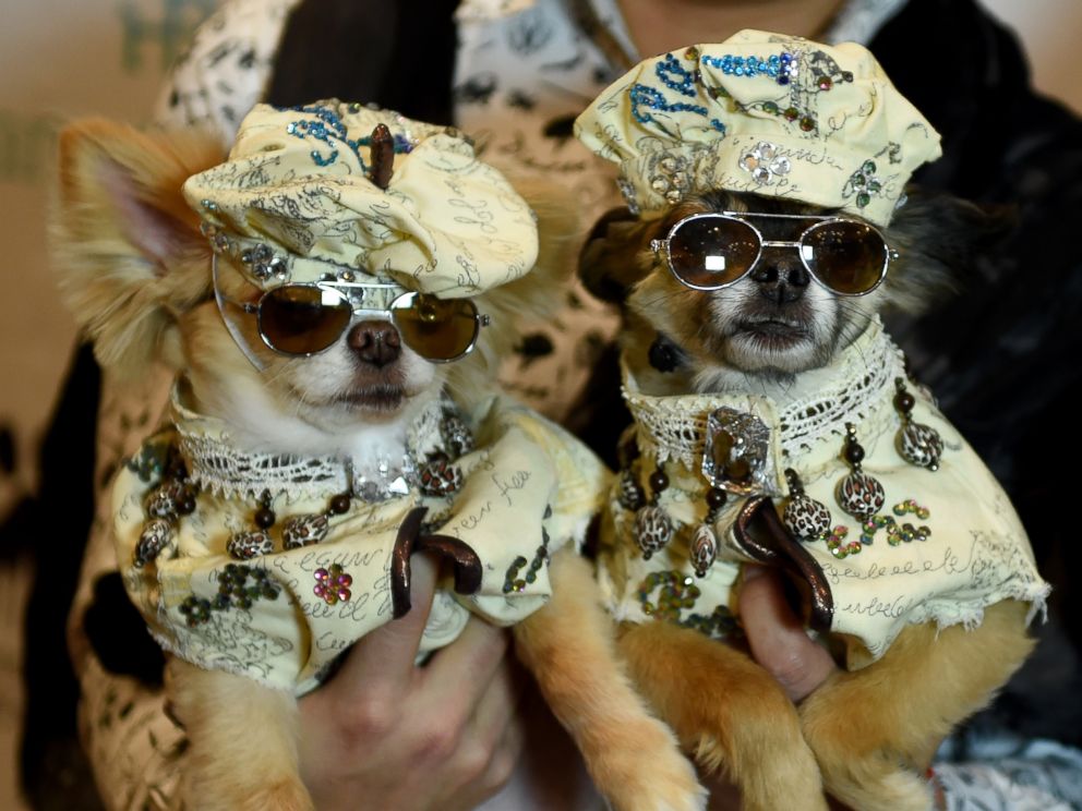 PHOTO: Dogs pose during the 14th Annual New York Pet Fashion Show, Feb. 9, 2017. 